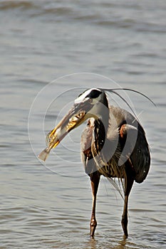 Grey heron bird with a fish