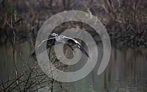 Grey Heron bird in flight