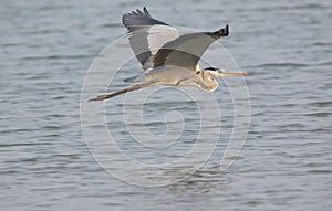 Grey heron bird flying