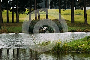 Grey Heron Bird Flying On Lake Coast. Belarus, Summer Belarussian Nature