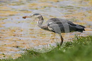 Grey heron bird perched on the green grassy shore of a lake