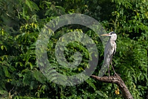 Grey heron bird perching on a tree branch
