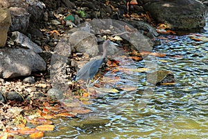 Grey Heron Bird standing in a shallow lake