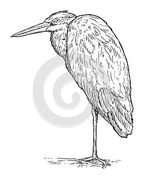 Grey Heron Bird Standing. Vector Drawing or Illustration