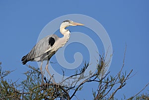 A grey heron bird on a tree branch