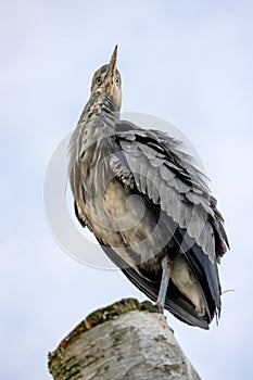 The grey heron bird on tree trunk.