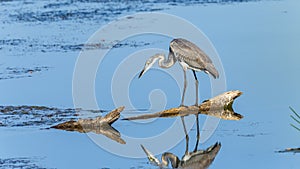 Grey Heron Bird Wetland Hunting