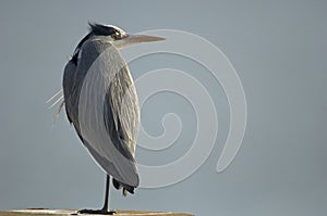 Grey Heron; Blauwe reiger; Ardea cinerea