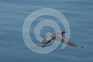Grey heron with blue background on flight