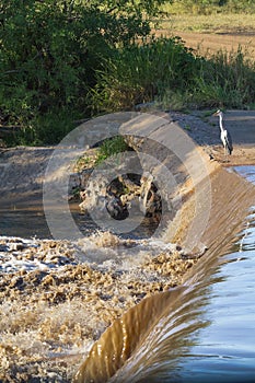 Grey heron on bridge across river. Grumeti river, Serengeti, Africa