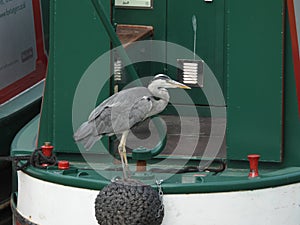 Grey heron on canal boat stern