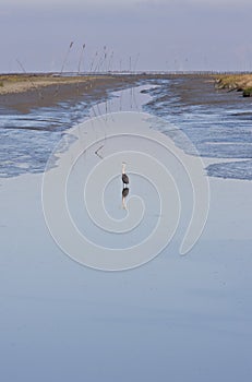 Grey heron in canal (ebb) of Noordpolderzijl, Holland