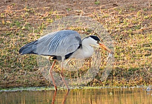 Grey heron with a captured frog