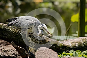 Grey heron with a catch