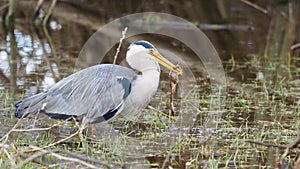 Grey heron catches a frog - Ardea cinerea