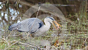 Grey heron catches a frog - Ardea cinerea