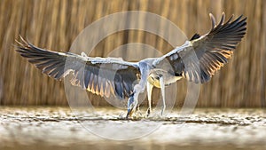 Grey Heron catching fish