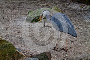 Grey Heron Catching Fish