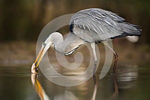 Grey heron catching fish in swamps in spring nature