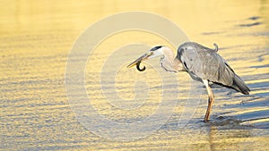 Grey Heron catching loach