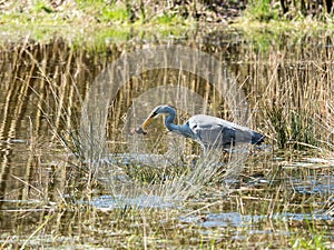 Grey Heron caught a frog