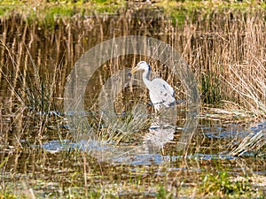 Grey Heron caught a frog