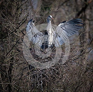 Grey Heron Chick Cooling in Nest