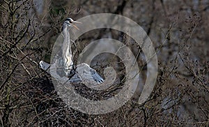 Grey Heron Chick Cooling in Nest