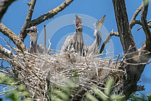 Grey heron chicks