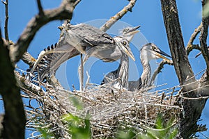 Grey heron chicks