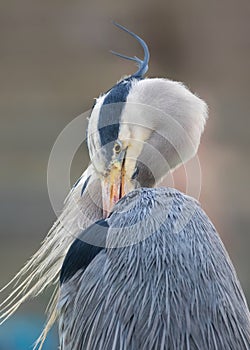 Grey Heron Cleaning Wings. Ardea cinerea