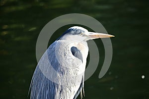 Grey heron close up