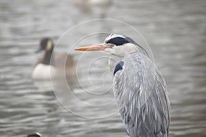 Grey heron in closeup profile