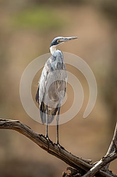 Grey heron cocks head on dead branch