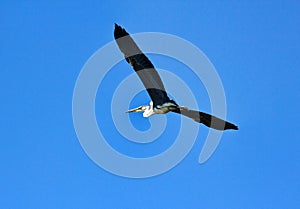 Common Heron (Ardea cinerea) in flight photo