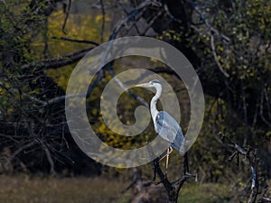 Grey heron or common heron in Bharatpur bird sanctuary Rajasthan