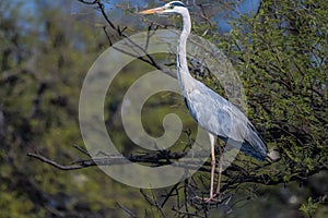 Grey heron or common heron in Bharatpur bird sanctuary Rajasthan