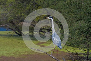 Grey heron or common heron in Bharatpur bird sanctuary Rajasthan