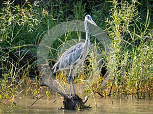 Grey Heron in Danube Delta, Romania