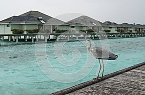 Grey heron at the deck