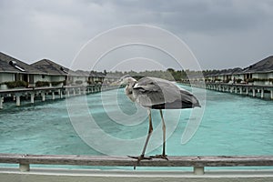 Grey heron at the deck