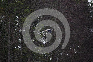 Grey Heron Flying Against Tree Background