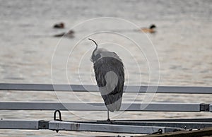 Grey Heron on a dock in Stockholm