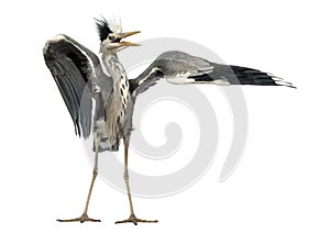 Grey Heron doing a mating dance, Ardea Cinerea