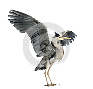 Grey Heron doing a mating dance, Ardea Cinerea