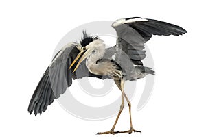 Grey Heron doing a mating dance, Ardea Cinerea, 5 years old