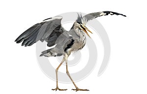 Grey Heron doing a mating dance, Ardea Cinerea