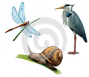 Grey Heron, dragon fly, and snail