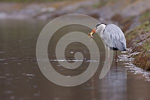 Grey Heron eating a frog