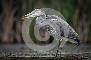 Grey heron feeding with fish